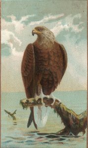 1880s-90s Eagle Bird on a Tree Limb Ocean & Sky in Background Trade Card