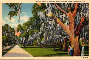 Florida Pensacola Scenic View Of Spanish Moss Covered Trees 1939 Curteich