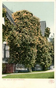 Gold of Ophir Rose Bush