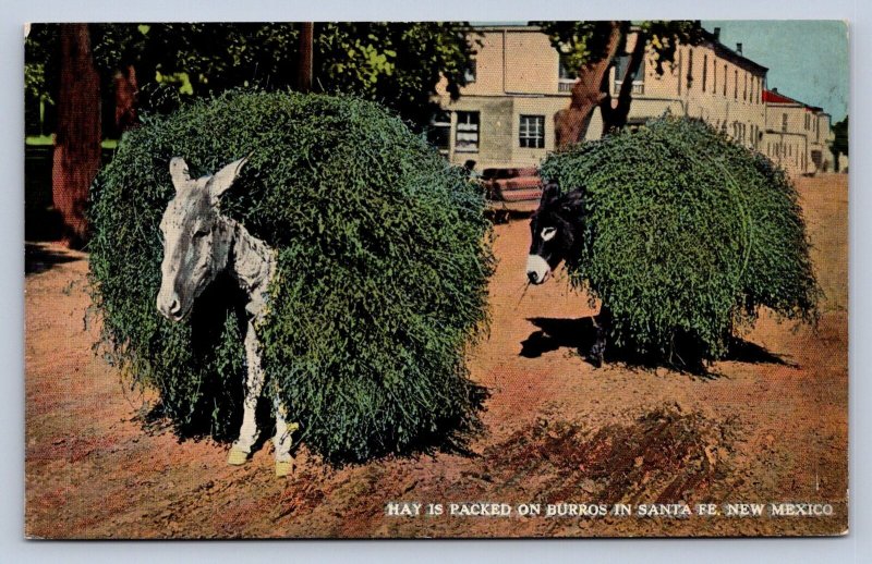 K9/ Santa Fe New Mexico Postcard c1910 Hay Packed on Burros Work  406