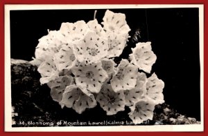 Blossoms Of Mountain Laurel RPPC - [MX-1147]