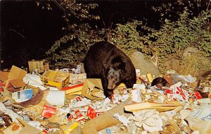 Native Black Bear Feeding Central Adirondacks, NY, USA Bear Unused 