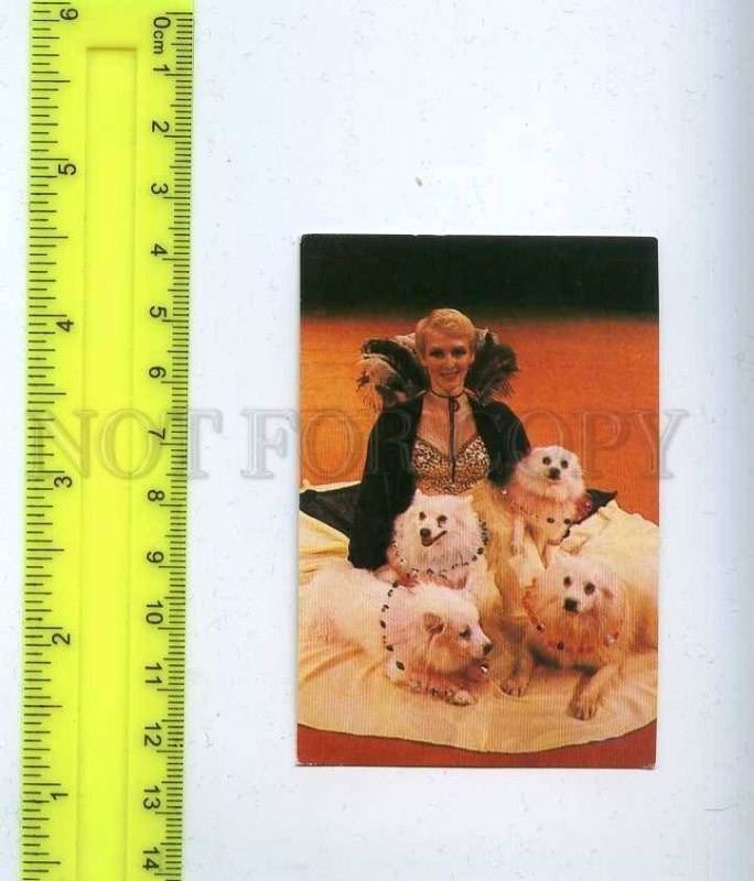 259690 USSR Circus trainer DOGS Lapdogs Dzitra Gilde Pocket CALENDAR 1984 year