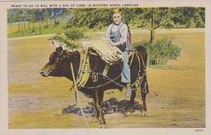 Western North Carolina A Harness Bull