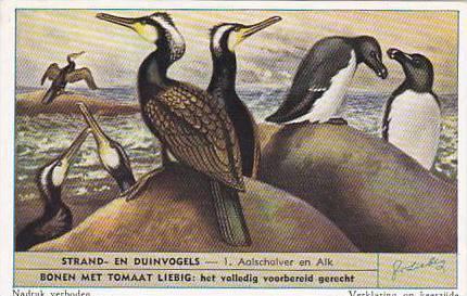 Liebig Trade Card S1610 Birds Of Beaches & Dunes No 1 Aalscholver en Alk