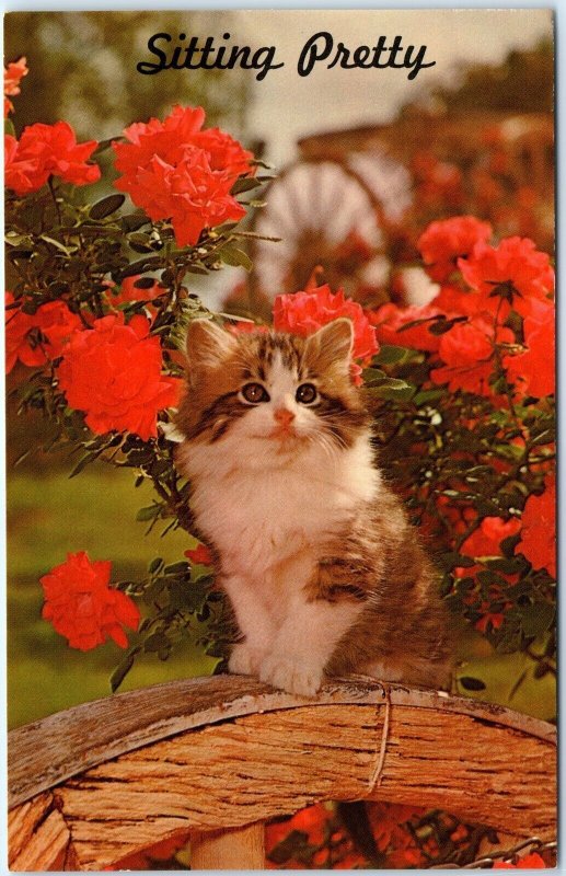 c1960s Adorable Little Kitten Sitting Pretty Cute Chrome Photo Postcard A68