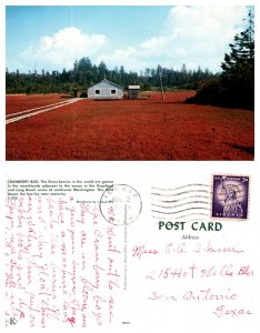 Cranberry Bog, Washington (8231)