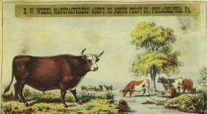 H.W. Weeks Mfg. Slaughterers & Packers Of Beef Pasture Scene Bull Cattle P99