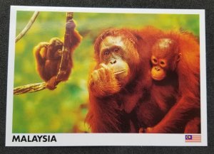 [AG] P52 Malaysia Protected Mammal Orang Utan Monkey Wildlife (postcard) *New