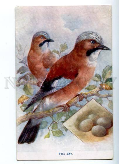 157075 Hunt JAY Carrulus glandarius Vintage TUCK Colorful PC