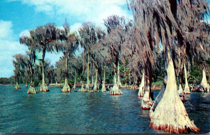 FLorida Winter Haven Cypress Gardens Cypress Trees