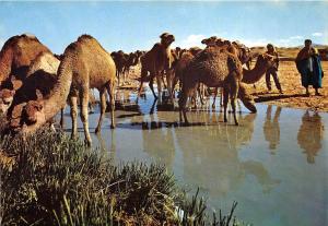 BF39552 tunisia    camel chameau  animal animaux