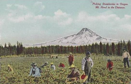 Oregon Mt Hood Picking Strawberries