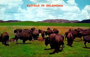 Oklahoma Wichita Mountain Wildlife Refuge Buffalo Herd