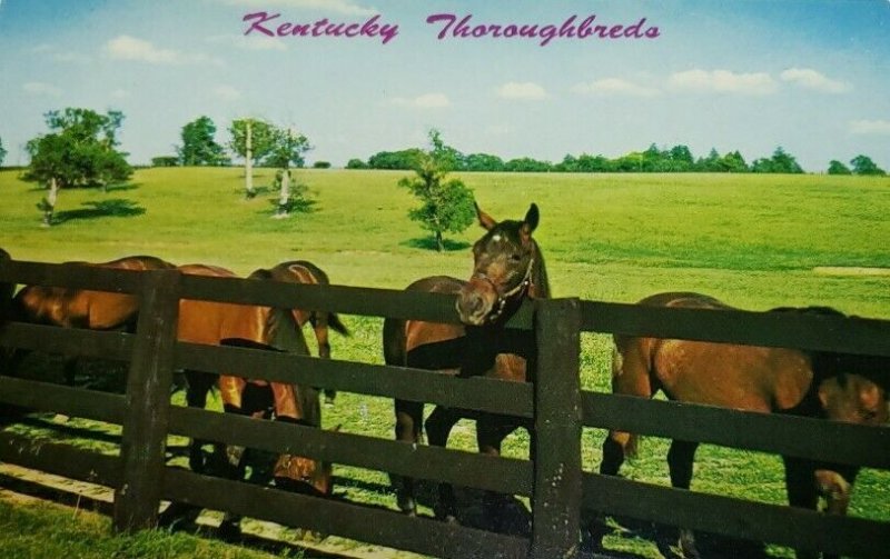 Vintage Postcard Kentucky Thoroughbred horses Paris Lexington Blue Grass 1988