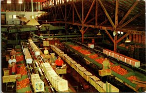 Fruit Packing House oranges grapefruit women workers  Florida Postcard Dexter fj