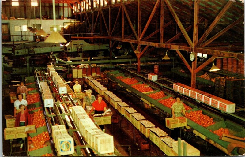 Fruit Packing House oranges grapefruit women workers  Florida Postcard Dexter fj