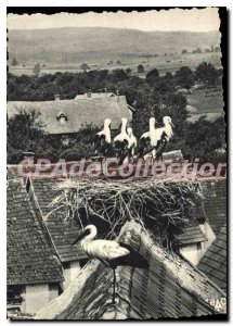 Modern Postcard Storks in Alsace Bas Rhin Dossenheim large family