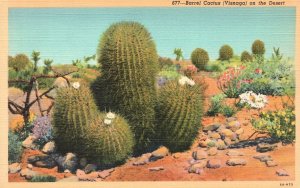 View of Barrel Cactus Visnaga on the Desert Arizona AZ Vintage Postcard 1920's