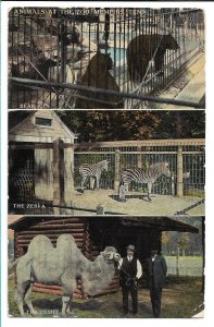 Memphis, TN - Animals At the Zoo - 1912