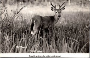 RPPC, Deer In the Velvet, Greetings from Lewiston MI Vintage Postcard Q49