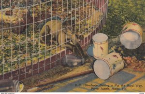 MIAMI, Florida, 1930-40s; Susie (Capupuchine monkey) Getting a Nut the Hard W...