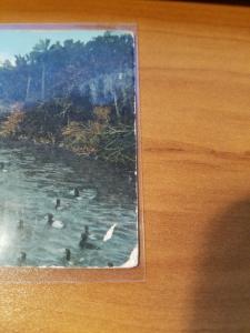 Antique/Vintage Florida Postcard, Wild Ducks on a Florida River