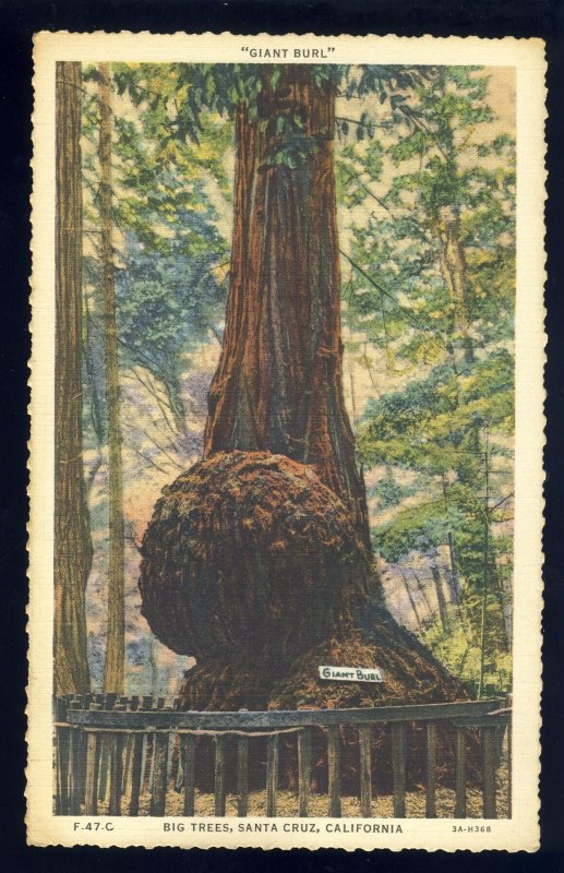 Santa Cruz, California/CA Postcard, Giant Burl, Big Trees