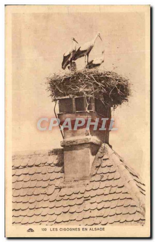 Old Postcard The Storks in Alsace