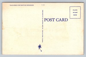 Alligator Farm  St. Petersburg  Florida     Postcard