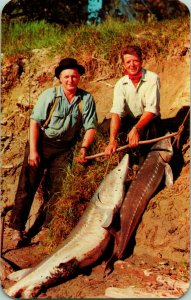 Vtg Postcard Bonners Ferry Idaho - Giant Sturgeon Caught on the Kootenai River