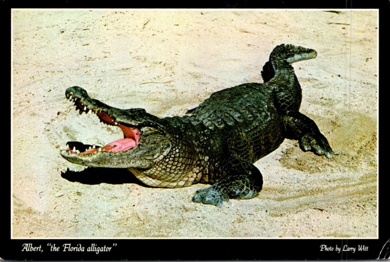 Florida Albert The Florida Alligator 1986