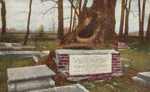 Vintage Postcard 1910's Tombs Graveyard at Jamestown Old Sycamore Tree Virginia