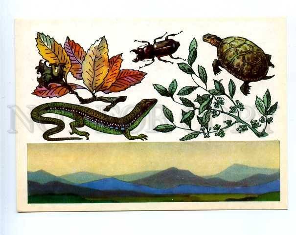 180266 parandra Caspian turtle green-lizard postcard