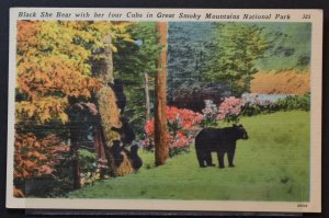 Smoky Mountain N.P., TN - Black Bear with four cubs - 1950