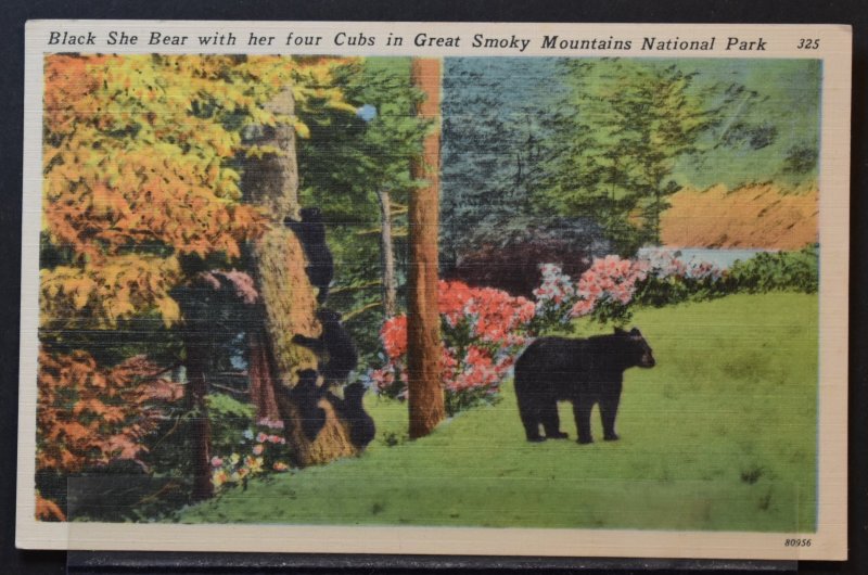 Smoky Mountain N.P., TN - Black Bear with four cubs - 1950