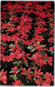 M-107816 Poinsettias Lebanon Ohio USA