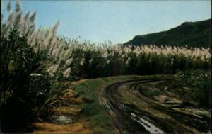 Honolulu HI Sugar Cane Postcard