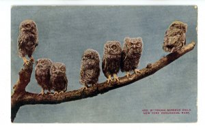 Birds - Young Screech Owls