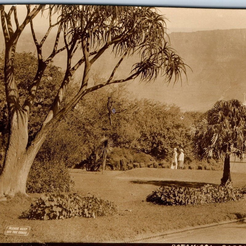 c1910s Cape Town, SA RPPC Botanical Gardens Real Photo Postcard C. Town A126