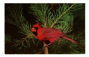 Birds - Cardinal