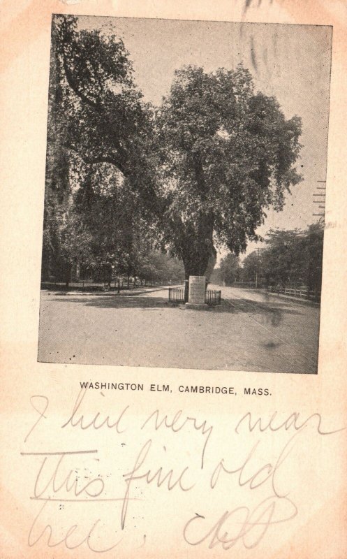 Vintage Postcard 1904 Legend Washington Elm Tree Cambridge Massachusetts MA
