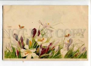 402673 SUMMER Field Flowers BEETLE by C. KLEIN vintage M&B PC