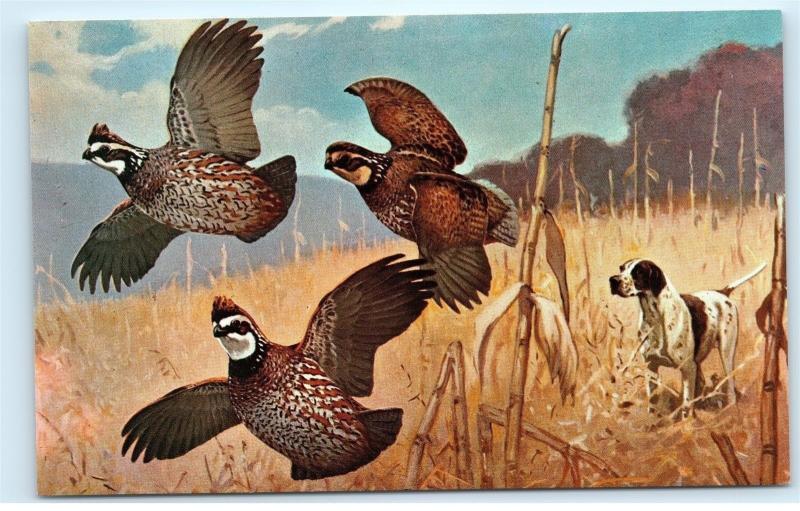 *Flushed Art by Lynn Bogue Hunt Hunting Dog Birds Pheasants Vintage Postcard B35