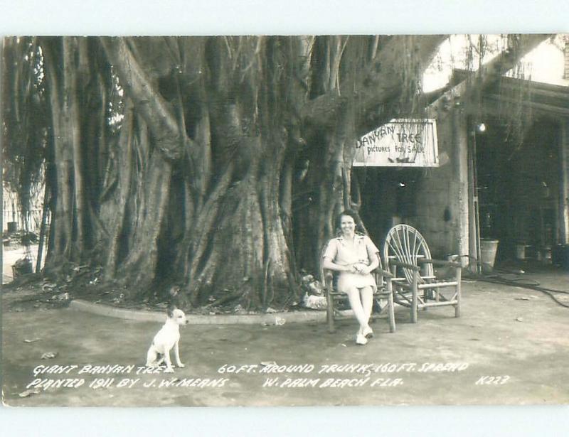 Pre-1950 rppc PICTURES FOR SALE AT GIANT BANYAN TREE West Palm Beach FL W0413