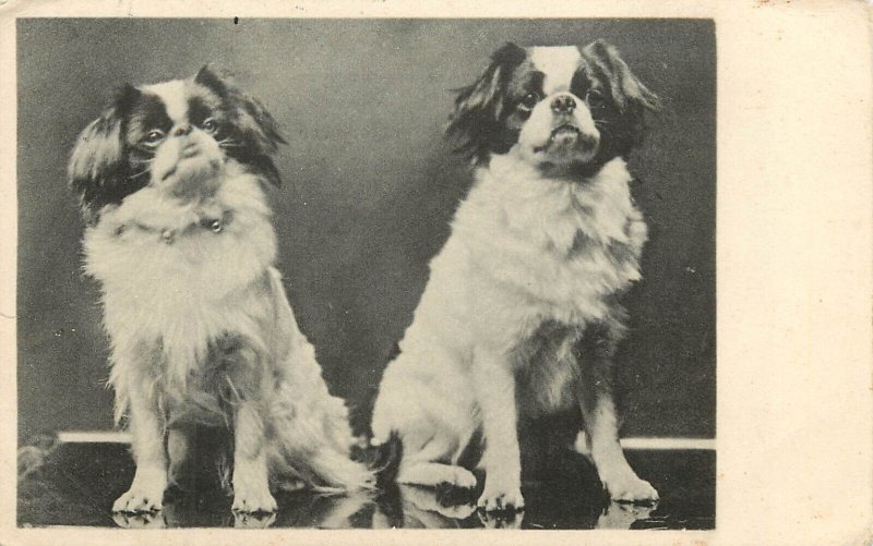 Postcard 2 Pekingese Dogs Portrait UK, Alliance Series Posted 1903