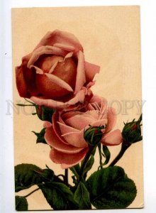 240254 Lovely PINK ROSE Flowers GREETING Vintage postcard