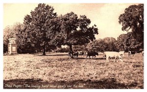 Stoke Poges, Thoms Grey Monumet, Herd of Cows