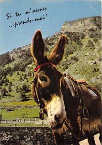 BF39300 gavarnie france donkey ane animal animaux