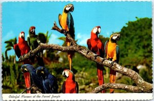 Postcard - Colorful Macaws at the Parrot Jungle, Miami, Florida, USA